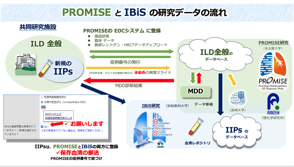 IBiSとPROMISEの概略図の図